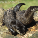 Fischotter 24 Foto W. Willner