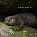 Fischotter 242 Foto W. Willner