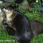 Fischotter 33 Foto W. Willner