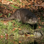 Fischotter 74 Foto W. Willner