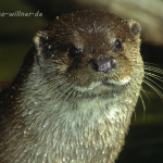 Fischotter 8 Foto W. Willner