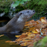 Fischotter (Lutra lutra) Foto W. Willner-10