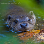 Fischotter (Lutra lutra) Foto W. Willner-13
