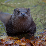 Fischotter (Lutra lutra) Foto W. Willner-19