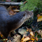 Fischotter (Lutra lutra) Foto W. Willner-22