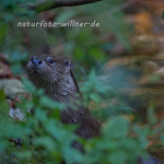 Fischotter (Lutra lutra) Foto W. Willner-24