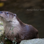 Fischotter (Lutra lutra) Foto W. Willner-29