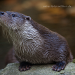 Fischotter (Lutra lutra) Foto W. Willner-34