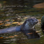 Fischotter (Lutra lutra) Foto W. Willner-4