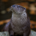 Fischotter (Lutra lutra) Foto W. Willner-42