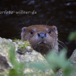 Fischotter (Lutra lutra) Foto W. Willner-6