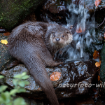 Fischotter (Lutra lutra) Foto W. Willner-68