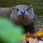 Fischotter (Lutra lutra) Foto W. Willner-9