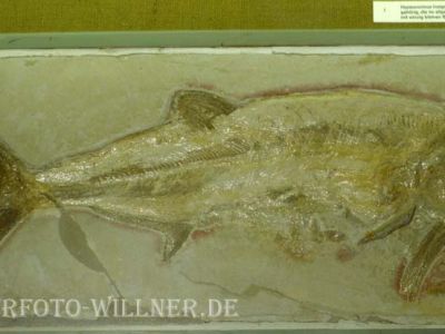 Fischversteinerung (Hypsocomus insignis)