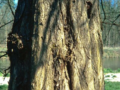 Flatter-Ulme (Ulmus laevis) Foto W. Willner