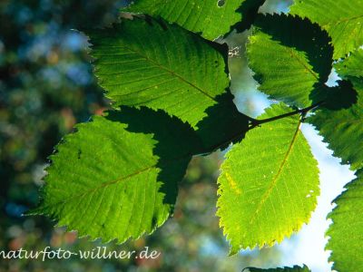 Flatter-Ulme Ulmus laevis Foto W. Willner-10