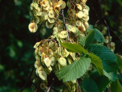 Flatter-Ulme Ulmus laevis Foto W. Willner-11