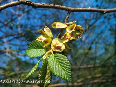 Flatter-Ulme Ulmus laevis Foto W. Willner-12