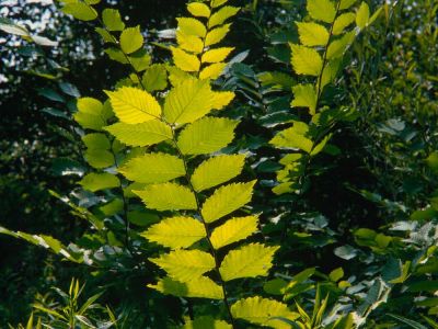 Flatter-Ulme Ulmus laevis Foto W. Willner-13
