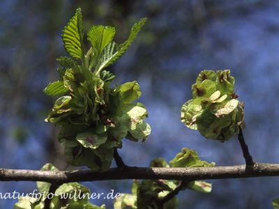 Flatter-Ulme (Ulmus laevis) Foto W. Willner-2