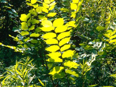 Flatter-Ulme Ulmus laevis Foto W. Willner-3