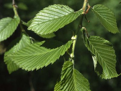 Flatter-Ulme (Ulmus laevis) Foto W. Willner-4