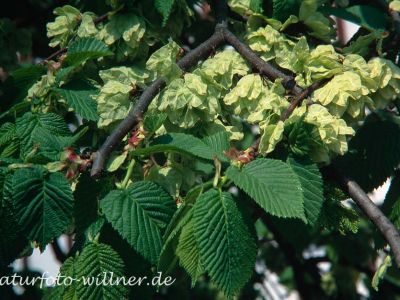 Flatter-Ulme Ulmus laevis Foto W. Willner-5