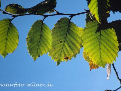 Flatter-Ulme Ulmus laevis Foto W. Willner-6