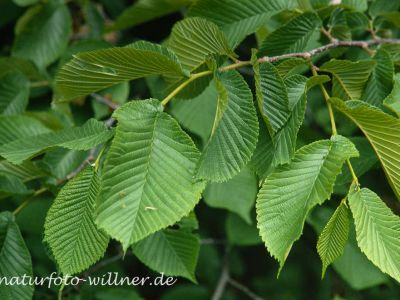 Flatter-Ulme Ulmus laevis Foto W. Willner