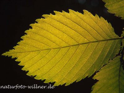 Flatter-Ulme Ulmus laevis Foto W. Willner-9