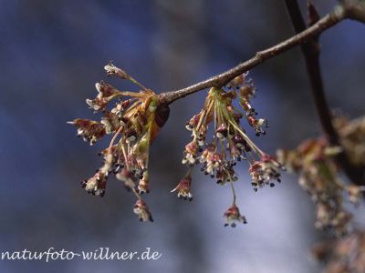 Flatter-Ulme (Ulmus laevis) Foto W. Willner