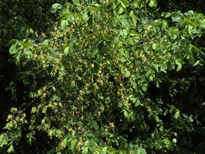 Flatterulme (Ulmus laevis)