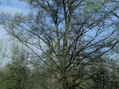 Flatterulme (Ulmus laevis)