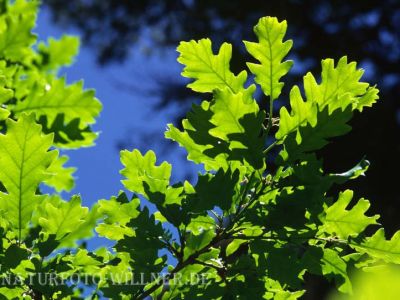 Flaum-Eiche 1 (Quercus pubescens) Foto W. Willner
