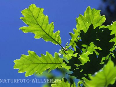 Flaum-Eiche 6 (Quercus pubescens) Foto W. Willner
