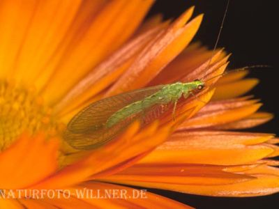 Florfliege (Chrysoperla sp.) 1 Foto W. Willner