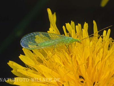 Florfliege (Chrysoperla sp.) 11 Foto W. Willner