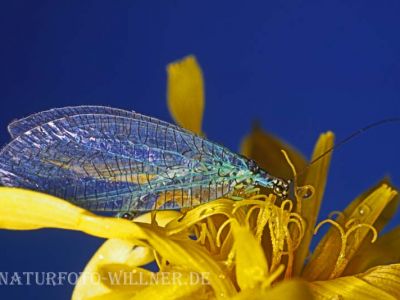 Florfliege (Chrysoperla sp.) 12 Foto W. Willner