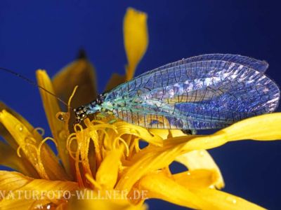 Florfliege (Chrysoperla sp.) 8 Foto W. Willner