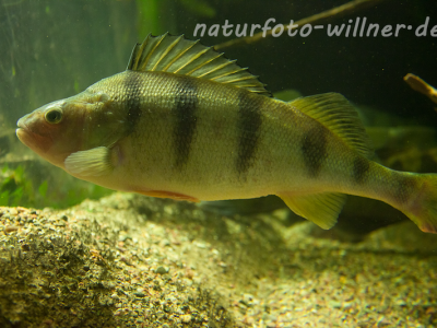 Flußbarsch Perca fluviatilis Naturfoto Willner Naturfoto Willner