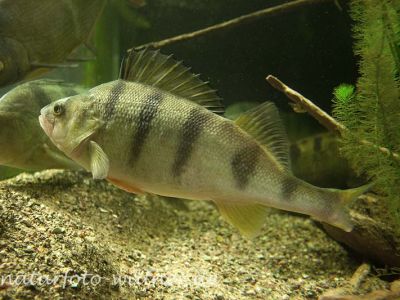 Flußbarsch Perca fluviatilis Foto Wolfgang Willner Naturfoto-5