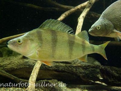 Flußbarsch Perca fluviatilis Foto Wolfgang Willner Naturfoto-7