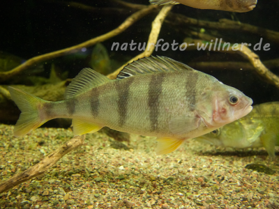 Flußbarsch Perca fluviatilisNaturfoto Willner Naturfoto Willner
