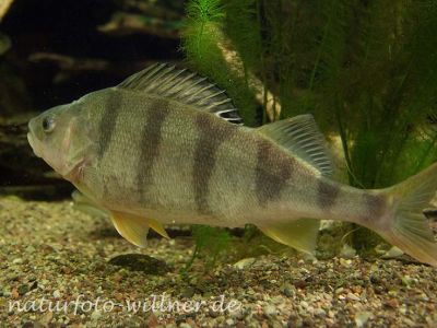 Flußbarsch Perca fluviatilis Foto Wolfgang Willner Naturfoto-9