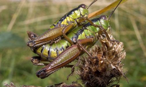 Flügellose Knarrschrecke Foto W. Willner2