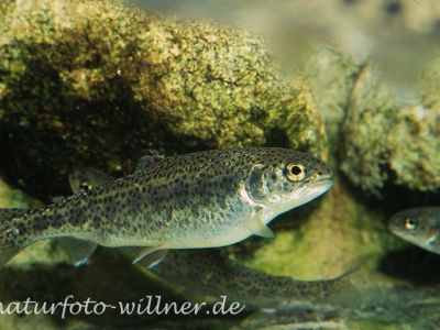 Forelle (Salmo trutta) Foto W. Willner_8971