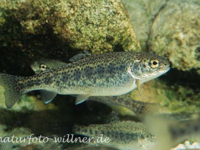 Forelle (Salmo trutta) Foto W. Willner_9003
