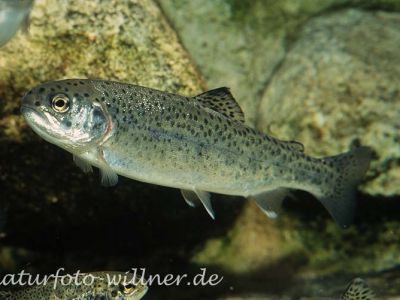 Forelle (Salmo trutta) Foto W. Willner_9015