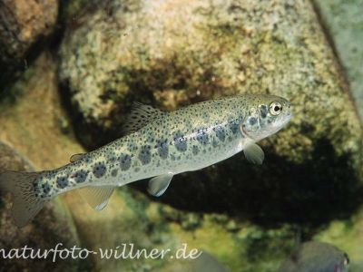 Forelle (Salmo trutta) Foto W. Willner_9025