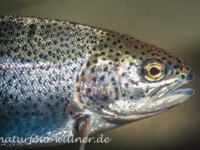 Forelle (Salmo trutta) Foto W. Willner_9026